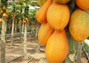 成人木瓜视频下载,轻松获取精彩内容