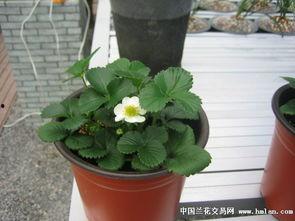 成人大草莓视频,激情四溢的私密世界