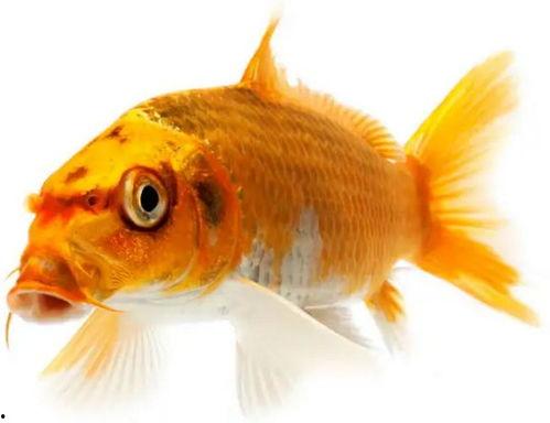 金鲤鱼成人形视频大全,揭秘神秘幻化之美